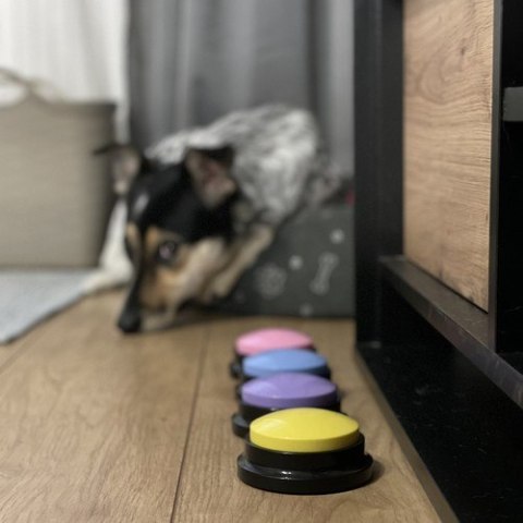 Przyciski dźwiękowe dla zwierząt Purlov 24615 Przyciski dźwiękowe dla zwierząt Purlov 24615